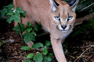 Caracal - stepper ris Caracal - stepper ris
